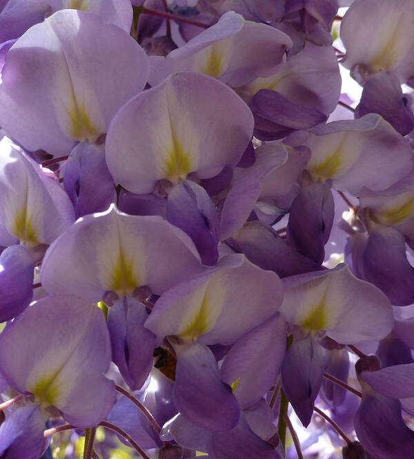 Purple Art Print featuring the photograph Wisteria Hysteria by Claudia Goodell