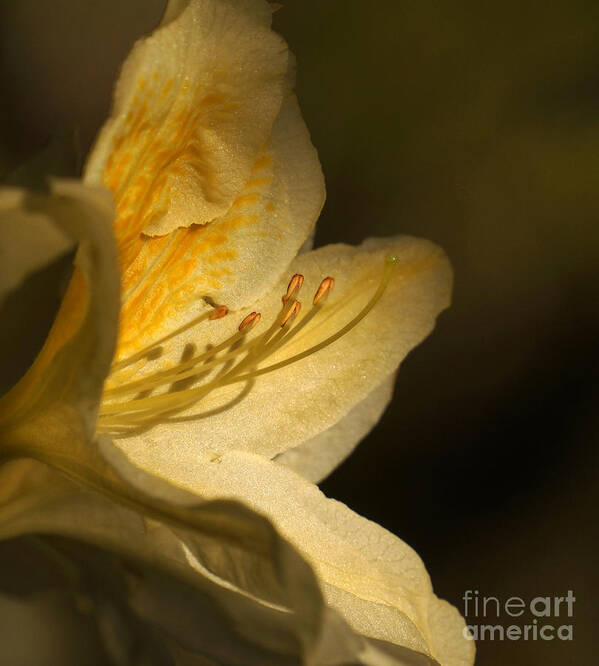 Rhododendron Art Print featuring the photograph Yellow Rhododendron by Inge Riis McDonald