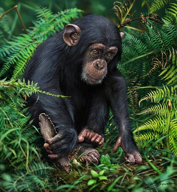 Chimpanzee Art Print featuring the digital art Young Chimpanzee With Tool by Owen Bell