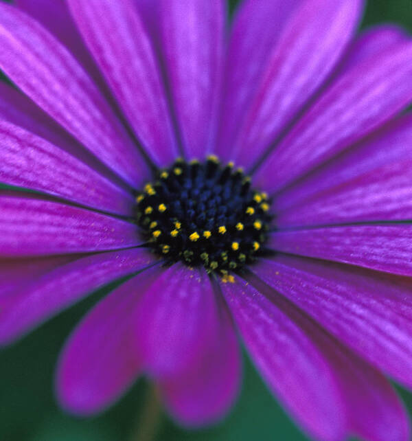 Floral Art Print featuring the photograph African Daisy by Kathy Yates