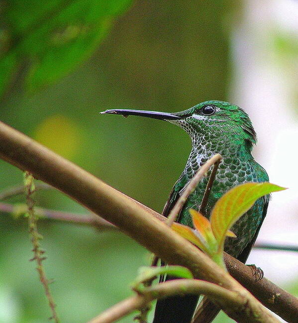 Bird Art Print featuring the photograph Brilliant Green by Don Downer