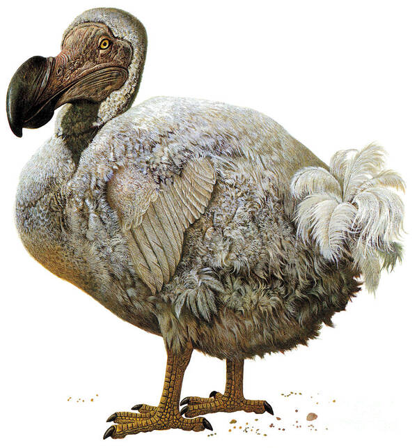 Dodo Art Print featuring the photograph Dodo Bird by Photo Researchers