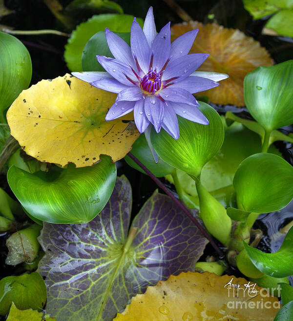 Blue Waterlily Art Print featuring the mixed media Lilies No. 3 by Anne Klar