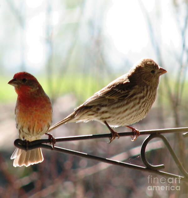 Birds Art Print featuring the photograph Morning Visitors 2 by Rory Siegel