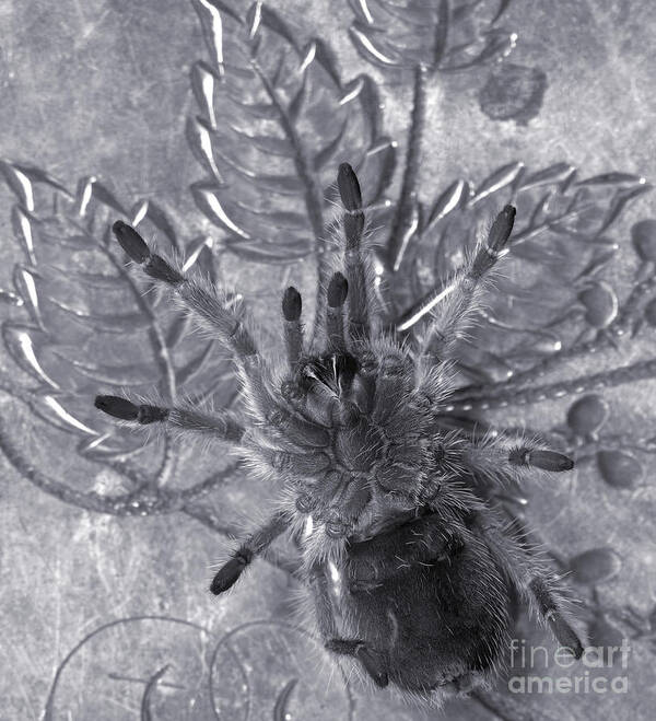 Tarantula Art Print featuring the photograph Pet Rose Hair Tarantula on Antique Silverplate by Janeen Wassink Searles