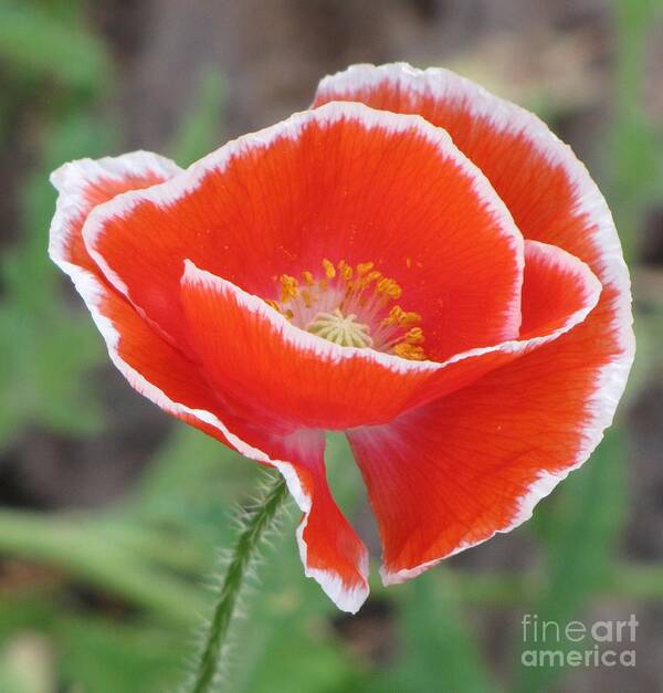 Shirley Poppy Red Flower Art Print featuring the photograph Red poppy with white rim by Michele Penner