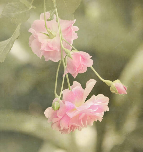 Pink Art Print featuring the photograph Rose Vine by Kim Hojnacki