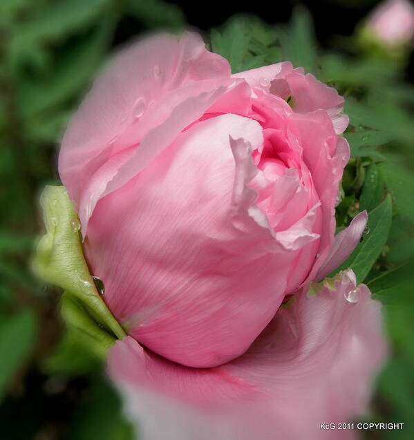 Pink Art Print featuring the photograph Soft Beauty by Kim Galluzzo