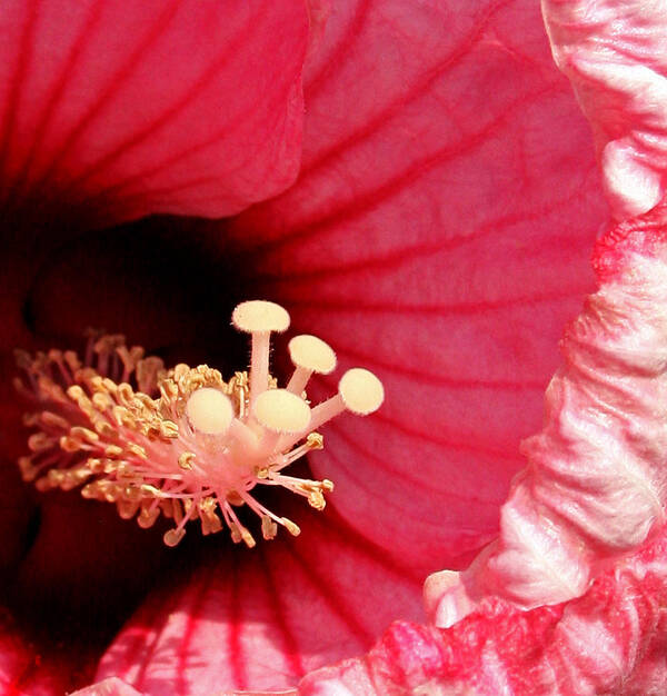 Hibiscus Art Print featuring the photograph Unusual View by Karen Harrison Brown