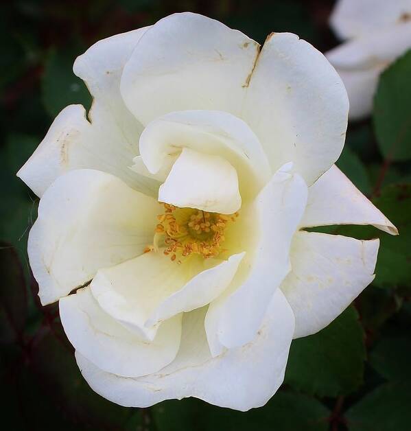Flora Art Print featuring the photograph White Rose by Bruce Bley