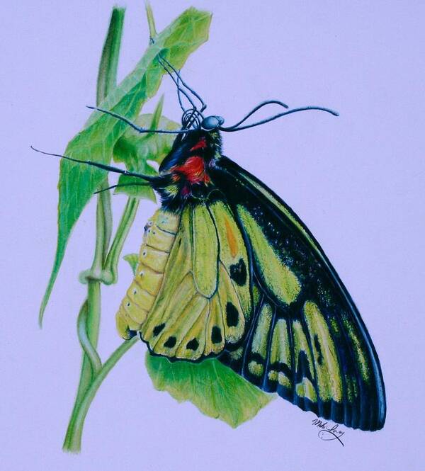 Butterfly Art Print featuring the drawing Yellow Light by Mike Ivey