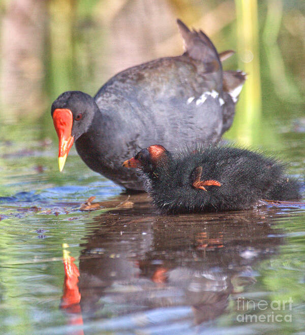 Birding Art Print featuring the photograph common gallinule chick and Mama by Ruth Jolly