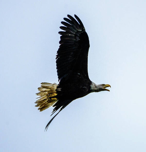 Eagle Art Print featuring the photograph Eagle by Jerry Cahill