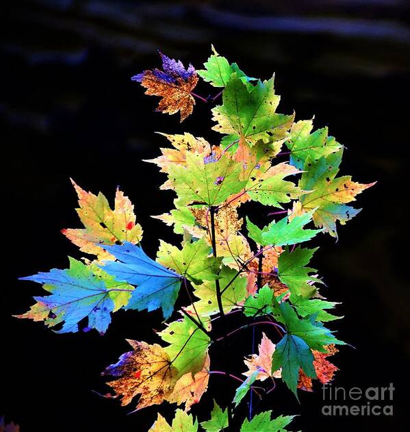 Autumn Art Print featuring the photograph Fall Leaves #1 by Merle Grenz