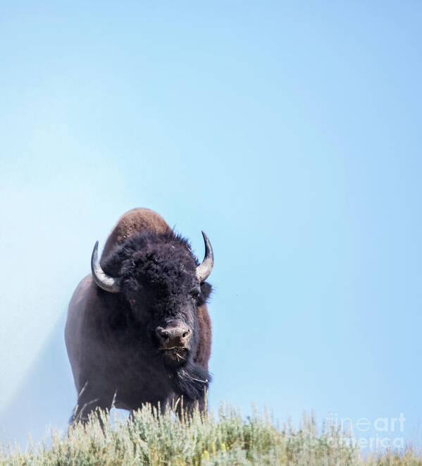 Wildlife Art Print featuring the photograph The Big Guy #4 by Carolyn Fox