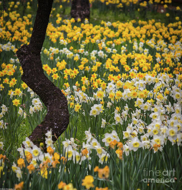 A Field Of Daffodils Art Print featuring the photograph A Field Of Daffodils by Mitch Shindelbower