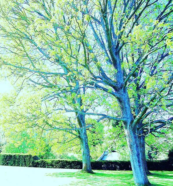 Trees Art Print featuring the photograph Alive by HweeYen Ong