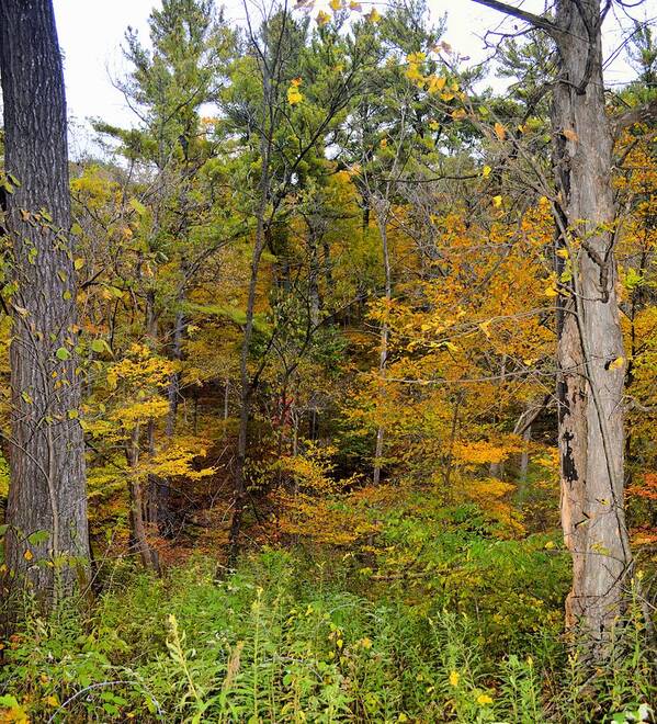 Ia Art Print featuring the photograph Autumn Forest by Bonfire Photography