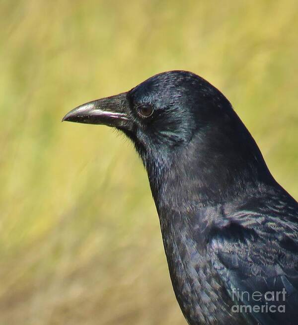 Corvus Corax Art Print featuring the photograph Corvus Corax by Michele Penner