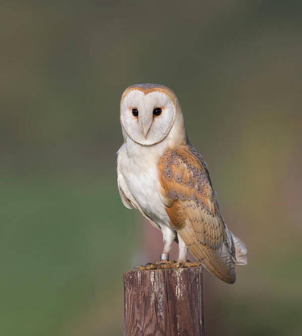 Barn Art Print featuring the photograph Barn Owl Perched by Pete Walkden