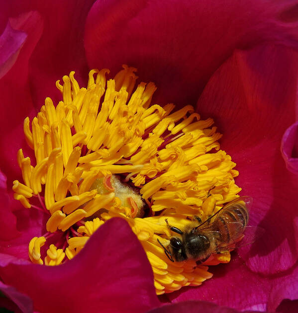 Bee Art Print featuring the photograph Bee on a Burgundy and Yellow Flower2 by John Topman