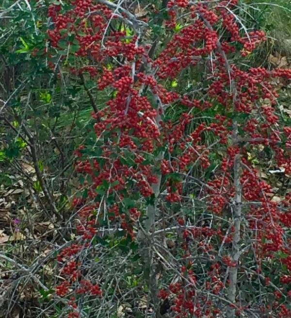 Nature Art Print featuring the photograph Berries in Styx by Etta Harris