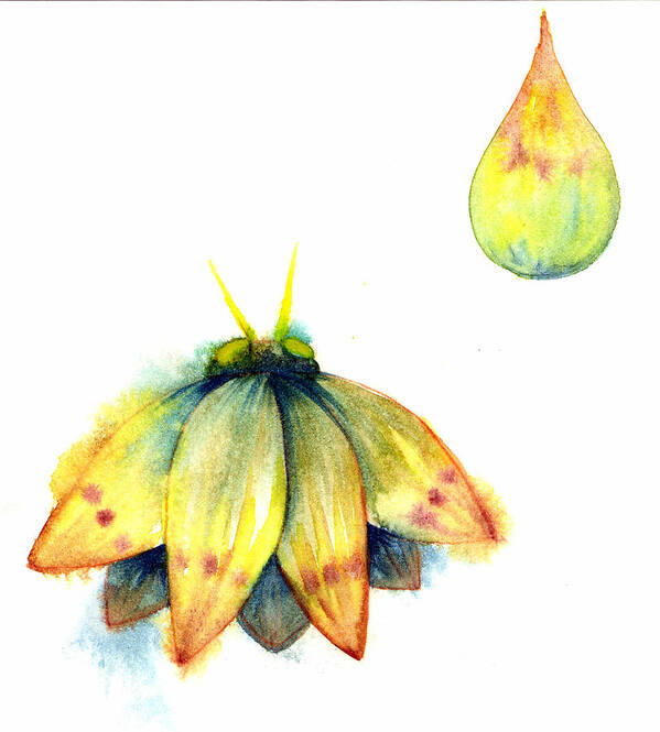 Moth Art Print featuring the painting Bindu Moth by Ashley Kujan