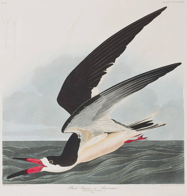 Black Skimmer Art Print featuring the painting Black Skimmer or Shearwater by John James Audubon