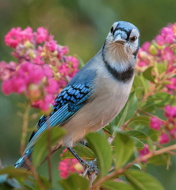 Alexandria Art Print featuring the photograph Blue Jay in Crepe Myrtle by Jim Moore