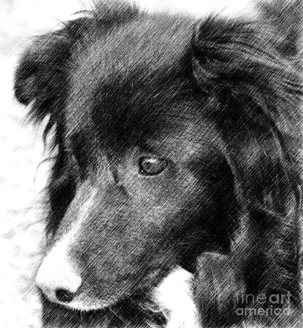 Animal Art Print featuring the digital art Border Collie In Pencil by Smilin Eyes Treasures