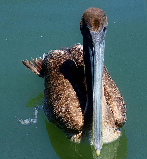 Wildlife Art Print featuring the photograph Brown Pelican by Debra Forand