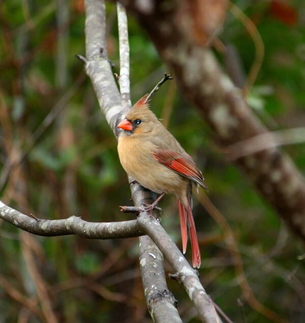 Female Art Print featuring the photograph Cardinal by Cathy Harper