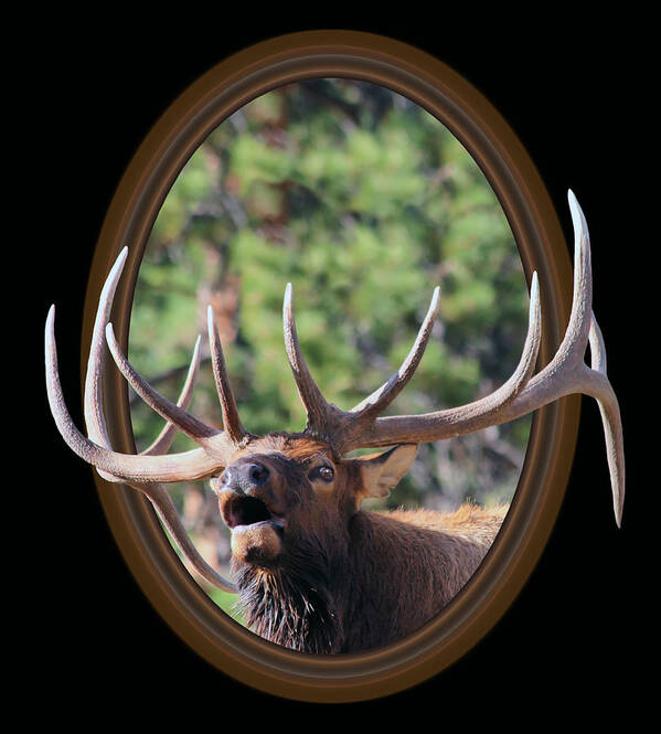 Bull Elk Art Print featuring the photograph Colorado Bull Elk by Shane Bechler