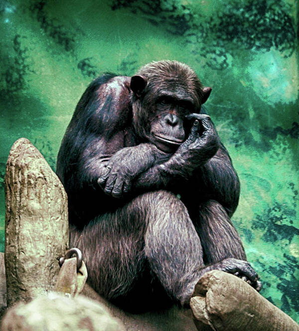 Gorilla Art Print featuring the photograph Contemplation by C H Apperson