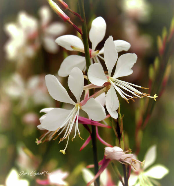 Nature Art Print featuring the photograph Delicate Gaura Flowers by Joann Copeland-Paul