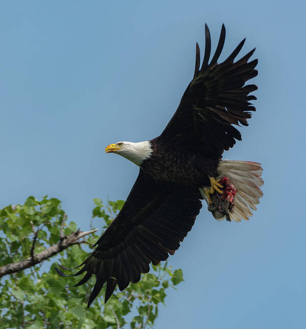 Adult Bald Eagle Art Print featuring the photograph Duck for Lunch by Michael Hall