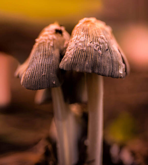 Early Art Print featuring the photograph Early morning Mushrooms by Micah Goff