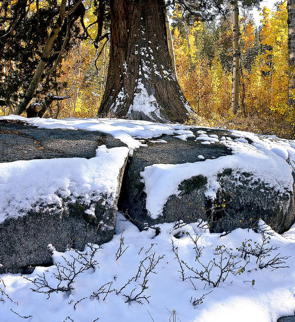 California Landscape Art Art Print featuring the photograph First Snow by Larry Darnell