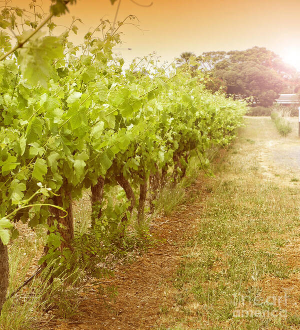 Wine Art Print featuring the photograph Fleurieu grapevines by Milleflore Images