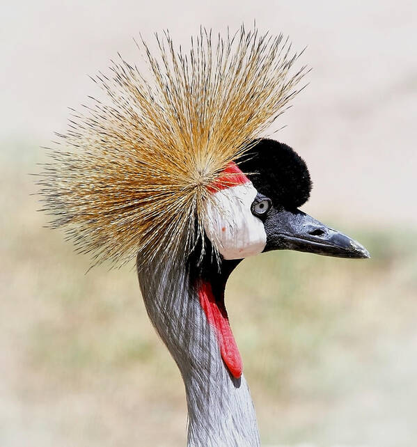 Cranes Art Print featuring the photograph Grey Crowned Crane by Elaine Malott