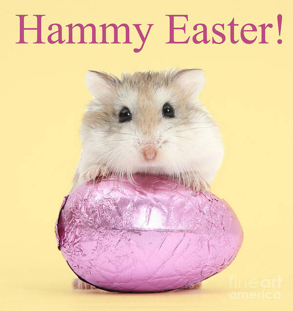 Roborovski Hamster Art Print featuring the photograph Hammy Easter by Warren Photographic