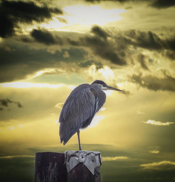 Heron Art Print featuring the photograph Heron at Sunrise #1 by Marilyn Wilson