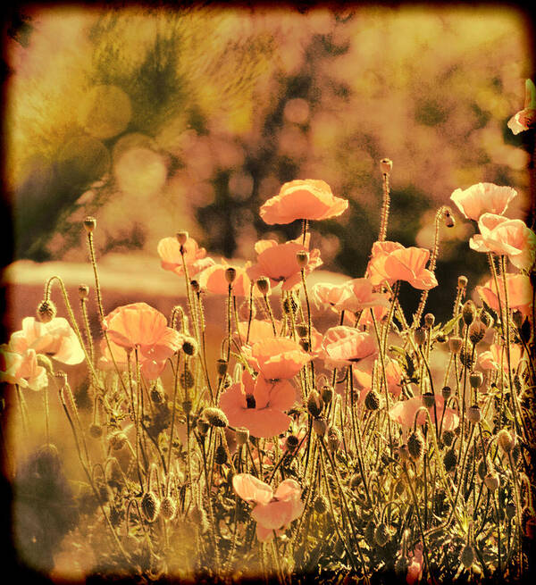  Art Print featuring the painting Hillside Poppies and Sunset by Douglas MooreZart