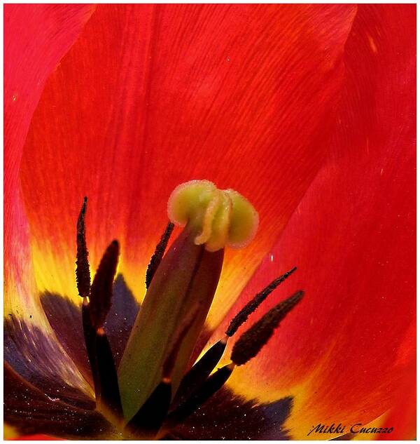 Flower Art Print featuring the photograph Macro of Tulip by Mikki Cucuzzo