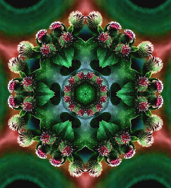 Plants Art Print featuring the photograph Mandala Bull Thistle by Nancy Griswold