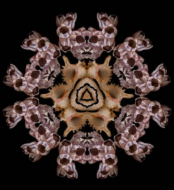 Shells Art Print featuring the photograph Mandala Murex and Barnacle by Nancy Griswold