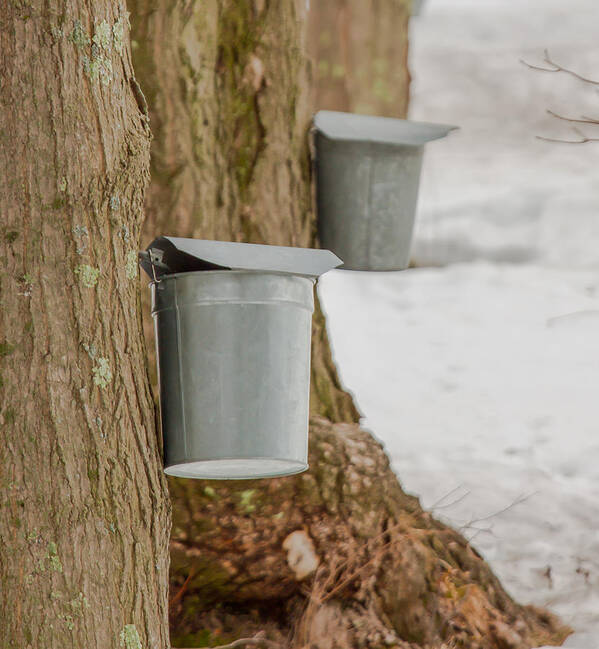 Brookwood Art Print featuring the photograph Maple Sugar Buckets by Brian MacLean