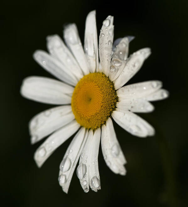  Art Print featuring the photograph Morning Daisy by Dan Hefle