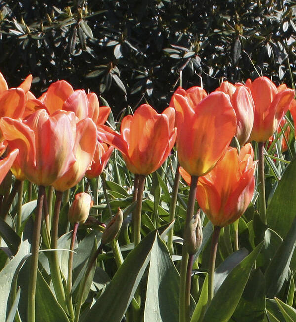Tulips Art Print featuring the photograph Orange Tulip 2nd panel panorama by Mary Gaines