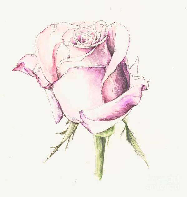 Pink Art Print featuring the painting Pink Rose by Morgan Fitzsimons